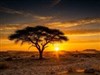 Acacia Tree Silhouette
