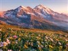 Alpine Mountain Fields