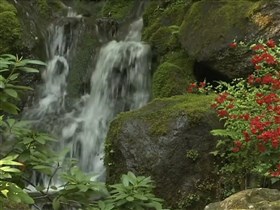 mossy rocks gardenfalls