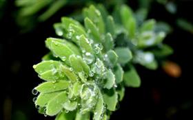 Droplets