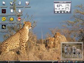 cheetahs 4