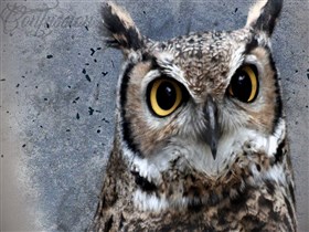 owl