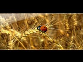 Vista Bug