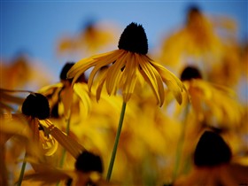 Dancing Daisys