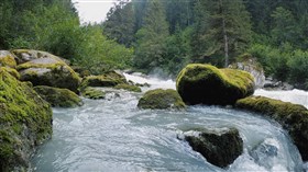 Flowing River in Lush Forest