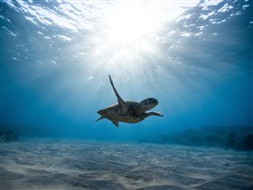 Swimming Sea Turtle