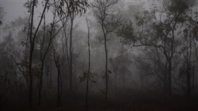 Spooky Halloween Forest
