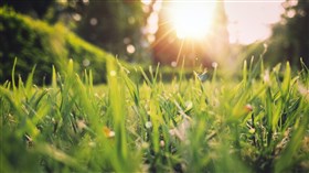 Growing Spring Grass