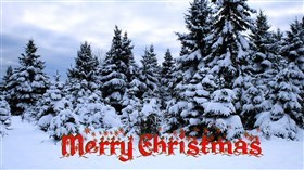 Christmas Trees UHD
