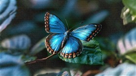 Missy Blu