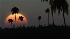 Coconut Sunset