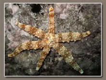 liquidStarfish