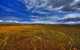 Carrizo Plains
