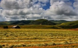 Hay