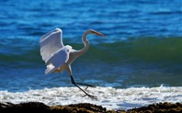 Soft Landing