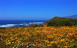 Spring on the West Coast