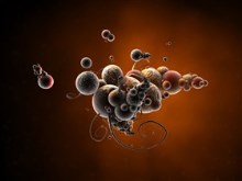 Cytoplasm