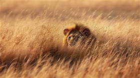 Lion in Tall Grass