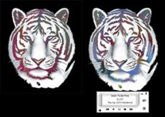 White Tiger