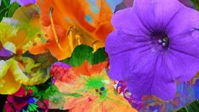 SpringFlowers
