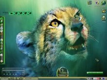 Great Cat