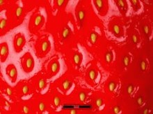 Strawberry Fields