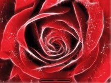 Love Rose