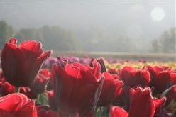 Tulip Morning