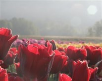 Tulip Morning