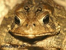 Jabba the Toad