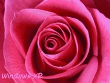 Beauty Rose