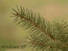Evergreen Sprig