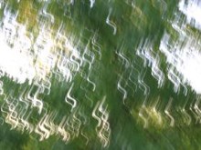 Ripples Tree Thing