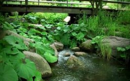 Green Nature