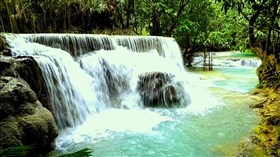 Rainforest_Beauty