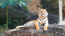 The_Beautiful_Tiger
