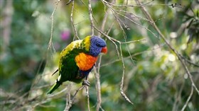 Small_Jungle_Parrot