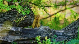 The_African_Slender_Mongoose
