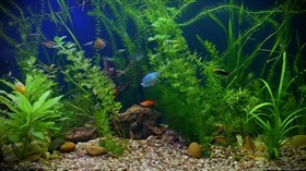 Gorgeous_Tropical_Aquarium 