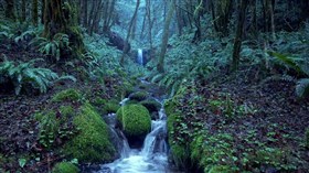 4K_Fabulous_Rainforest_Stream