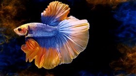 Gorgeous Betta Fashion Show