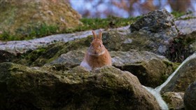 Rabbit on The Rocks