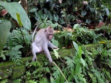 Leaf_Monkey