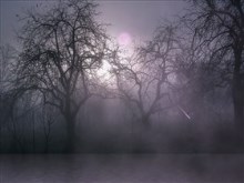 Pink_Forest