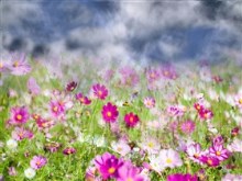 Spring_Showers