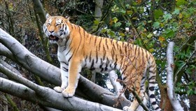 Big_Kitty