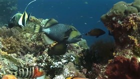 Pacific_Reef_Fish