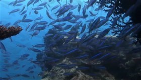 Fishy_School