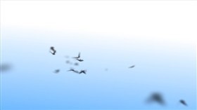 Birds Fly By