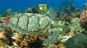 Sea Life